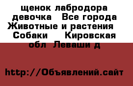 щенок лабродора девочка - Все города Животные и растения » Собаки   . Кировская обл.,Леваши д.